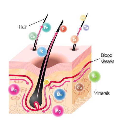 Hair mineral analysis